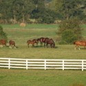 Kentucky Horse Farm For Sale + Kentucky Derby 2012