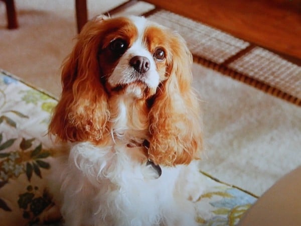 HBO TV Series "Enlightened" and Ginger the dog