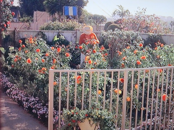 HBO TV Series "Enlightened" and the rose garden