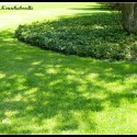 Pachysandra, Periwinkle, and Flowering Crabapple Tree